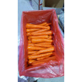 Whoser / distributeur chinois de carottes fraîches